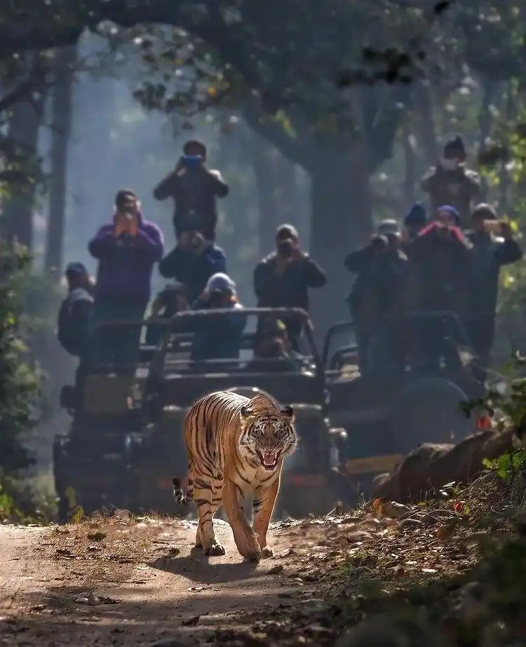 Experience the thrill of adventure and wildlife in Jim Corbett.